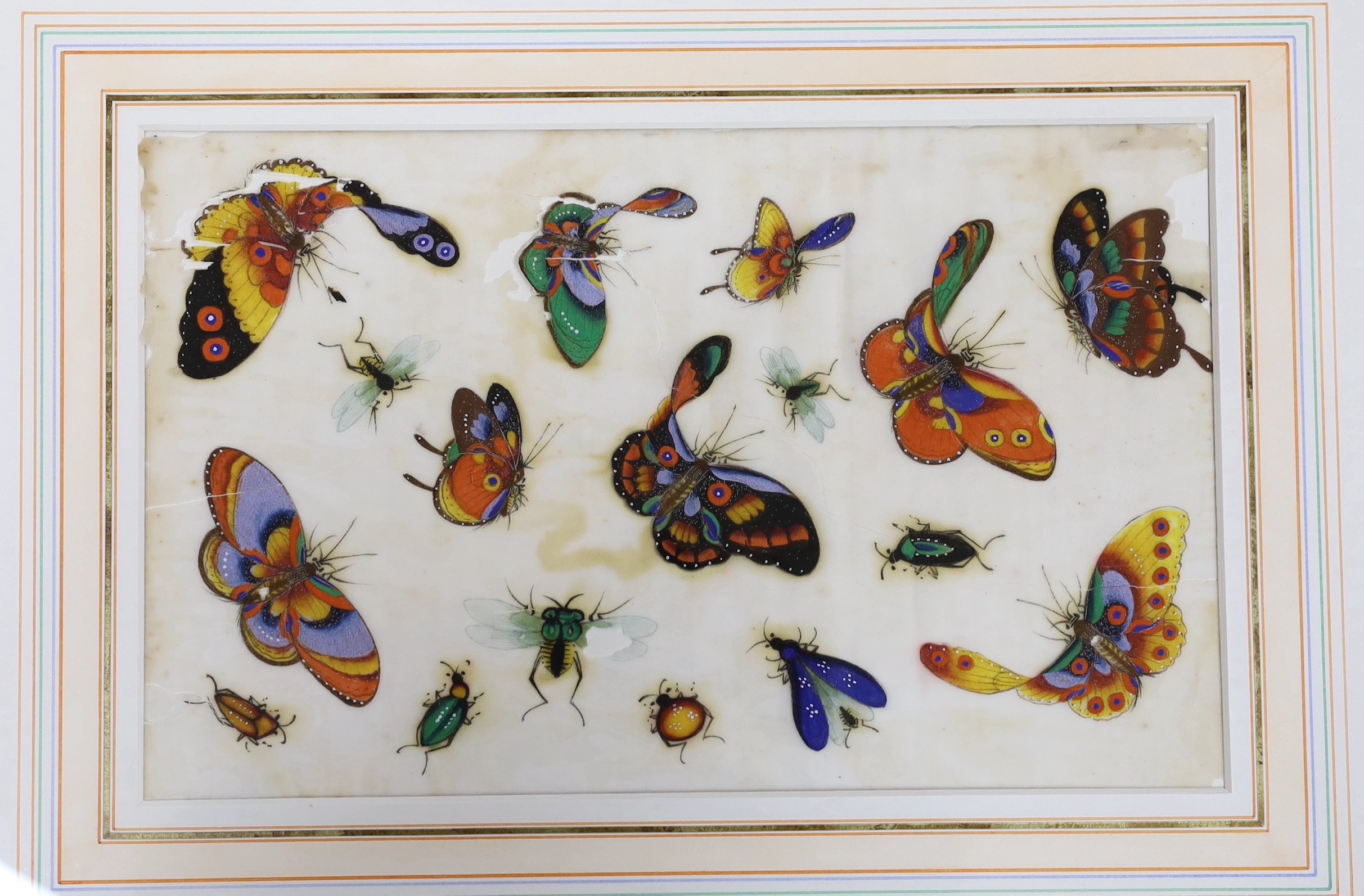 19th century Chinese School, pair of gouache on pith paper, Studies of butterflies, 19 x 30.5cm
